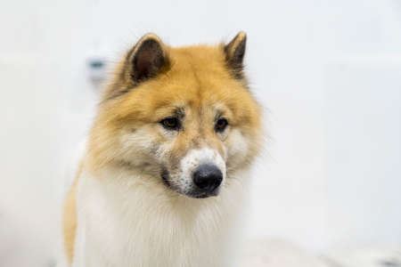 Thai bangkaew dog. Bangkaew dog breed looking outside.