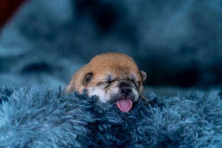 Shiba inu puppy sleeping on a gray carpet. Puppy sticking out tongue.の写真素材
