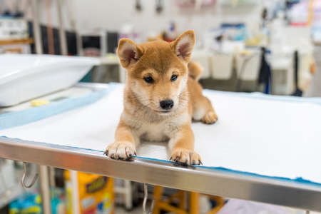 Veterinary concept. Veterinarian examining Puppy Shiba inu dog. check the body with a veterinarian.の写真素材