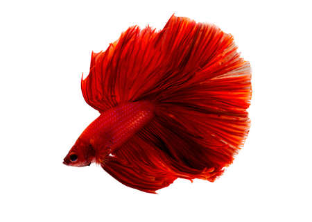 Super red betta fish. Siamese fighting fish isolated on white background. Thailand.