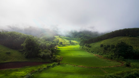 Fields and mountain, Rice Field at Na Haeo, Loei, Thailand.の写真素材