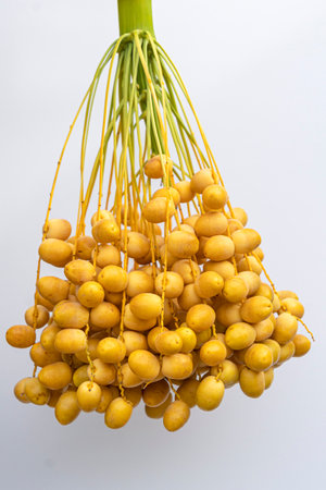 Bouquet of fresh date palm on white background.の写真素材
