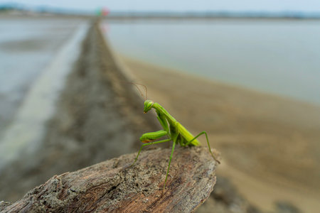 Praying mantis on a branch in the dry season. Praying mantis in arid area.の写真素材
