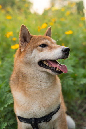 Shiba inu is Japanese dog. Shiba Inu dog with colorful flower. Dog in a field of colorful meadow.の写真素材