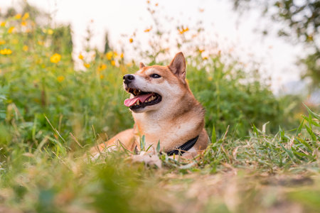 Shiba inu is Japanese dog. Shiba Inu dog with colorful flower. Dog in a field of colorful meadow.の写真素材
