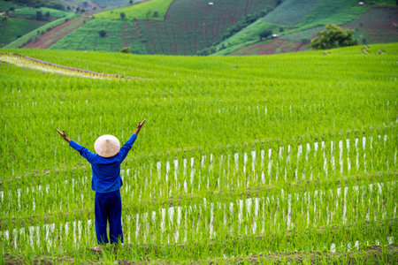 Farmers are happy in the rice fields. Farmers farming on rice terraces. Ban Pa Bong Piang, Thailand.の写真素材