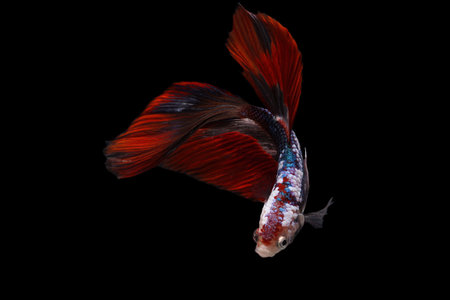 Siamese fighting fish isolated on black background. Fish three color. Betta Fish on black Background. Black isolate. Space for text.の写真素材