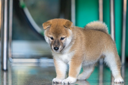 The Shiba Inu puppy, looking outside.の写真素材