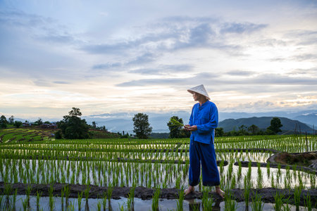 Farmers grow rice in the rainy season in Thailand. Farmers farming on rice terraces. Farmer rice field.の写真素材