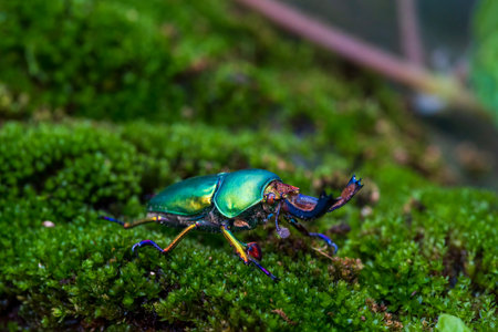 Stag beetle. Green Stag Beetle (Lamprima adolphinae) on stump wood with green mossの写真素材