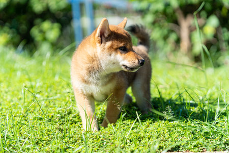 Japanese dog of japanese breed inu running fast in a green field. Beautiful Red baby Shiba Inu Dog Outdoor.の写真素材