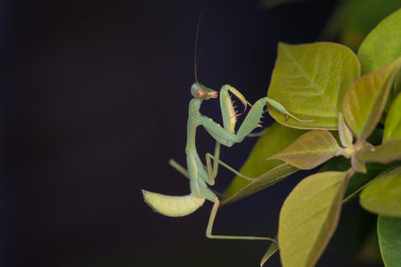 Praying mantis on a leaf. Praying mantis in the nature.