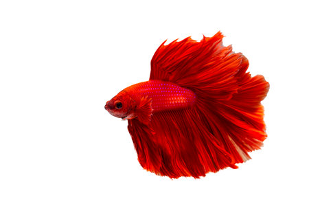Super red betta fish. Siamese fighting fish isolated on white background. Thailand.の写真素材