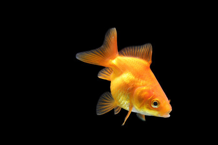 Goldfish isolated on black background. Orange goldenfish isolated on black background. Thailand.の写真素材