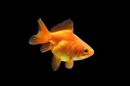 Goldfish isolated on black background. Goldenfish isolated on black background. Thailand.の写真素材