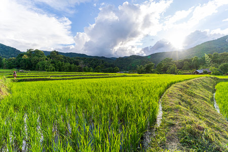 A hill tribe woman in a field. Terraced rice field in Thailand.の写真素材