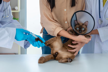 Veterinary. Veterinarian provides medical care to the sick cat Veterinarian giving injection to cat in vet clinic.の写真素材
