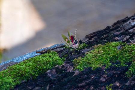 Flower mantis Defense. The praying mantis was standing on a mossy log. Thailand.の写真素材