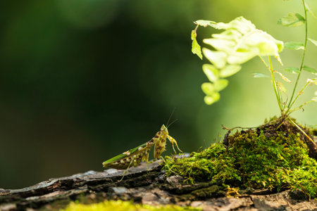 Flower mantis Defense. Closeup of Praying Mantis standing still on a branch, blurred background.の写真素材