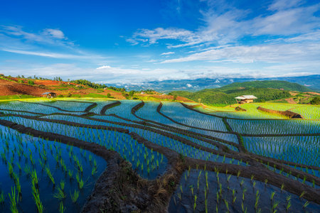 Farmers grow rice in the rainy season. Rice Field. rice terraces. Ban Pa Bong Piang, Thailand.の写真素材