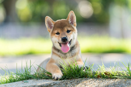 Beautiful male Japanese dog Shiba inu. Red shiba inu dog lying in the green grass in summer.の写真素材