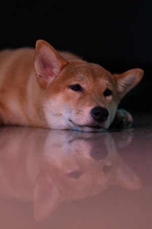 Puppy dog resting. Shiba Inu sleeping on floor. Japanese dog lying on tiled floor in house.の写真素材