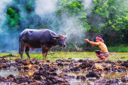A farmer is bathing a buffalo in the rice field. Asian man loves and bathes his buffalo in Thailand