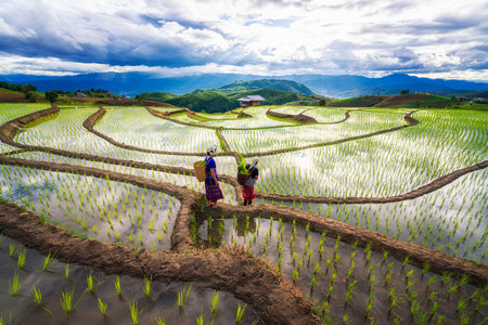 Nice rice terrace in Thailand. Thai farmers plant rice in the paddy field with cloudy sky.の写真素材