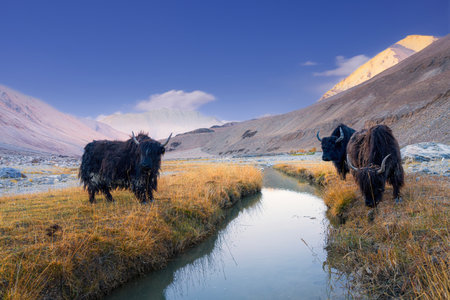 Yak or bos grunniens or bos mutus in leh Ladakh, India.の写真素材