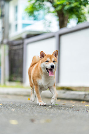 A Shiba Inu dog is running in the road. Dogs Japanese breeds Shiba Inu on a background of road.の写真素材