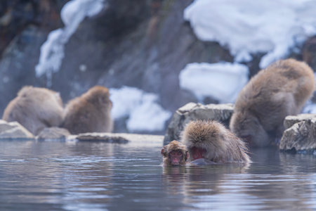 Japanese macaques onzen. Snow monkey family in Nagano Japan.の写真素材