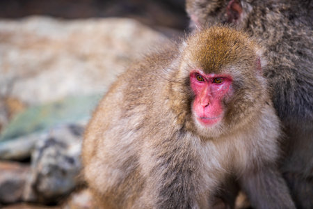 Japanese macaques. Snow monkey in Nagano Japan.の写真素材