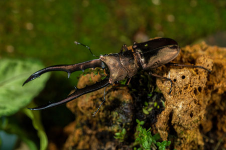 Stag beetle. Cyclommatus metallifer is a species of stag beetle in the family Lucanidae.の写真素材