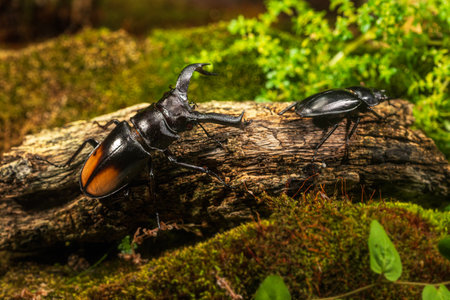 Male and female stag beetles in mating season. Hexarthrius parryi, a species of large stag beetles.の写真素材