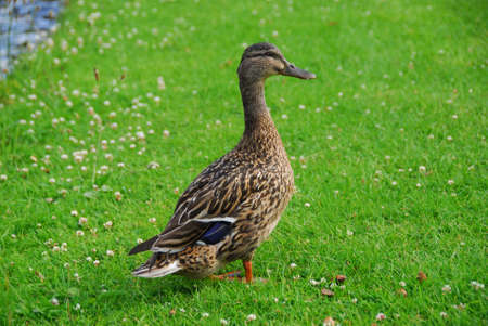 Female Duckの写真素材