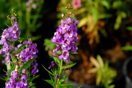 Forget me not flowerの写真素材