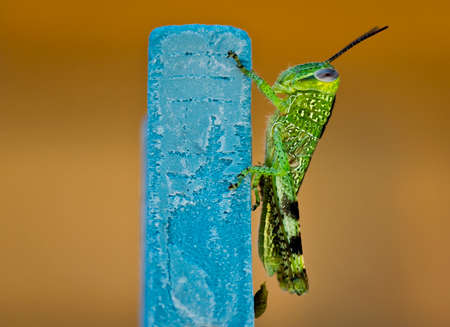 Grasshopper on a clothespegの写真素材