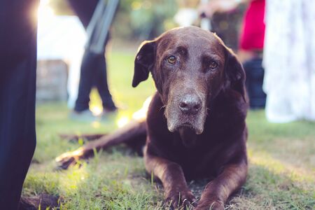 Brown Lap dog relaxing on the grass