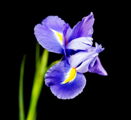 Macro of an Iris flower shot in a studioの写真素材