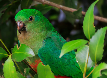 King Parrot hiding in a tree, Queensland Australia.