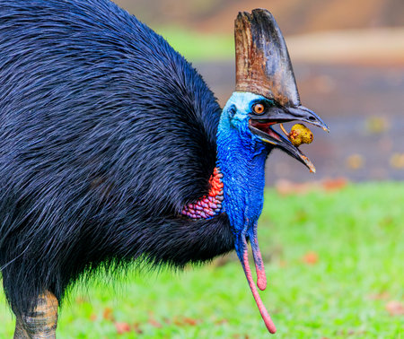 Cassowary having a snack.
