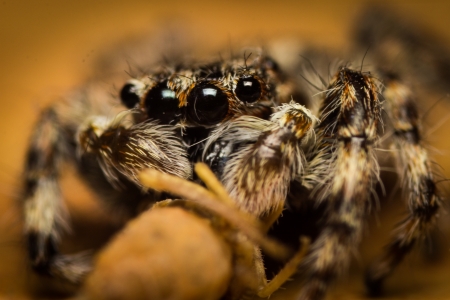 spider