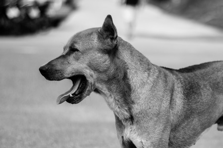 Yawning dog in black & white toned.の写真素材