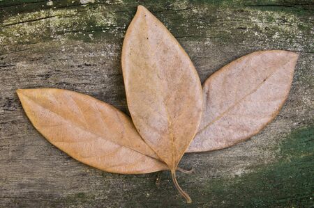 Three dry leaves on old wood.