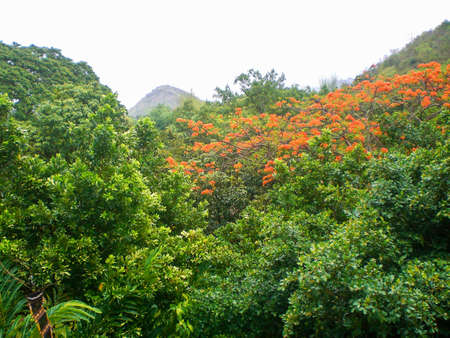 perfect forest at Thailand