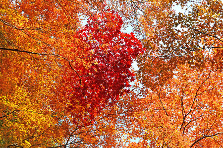 Nice Maples Season