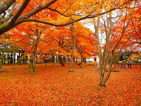 Orange Maples Garden