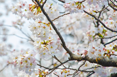 Nice Sakura in Japanの写真素材