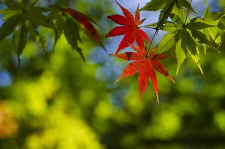 Green change to Red Maple