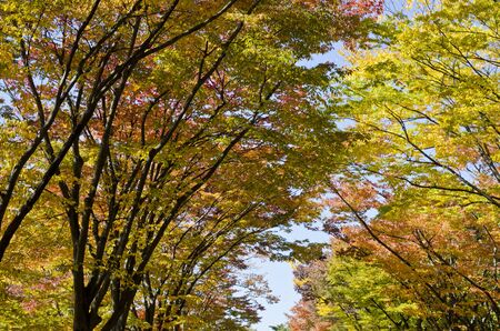 Autumn Season